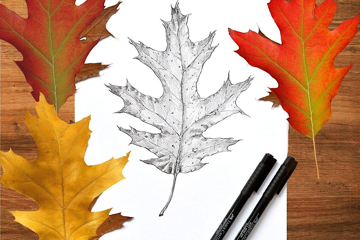 Detailed pencil drawing of a single tree leaf on Craiyon