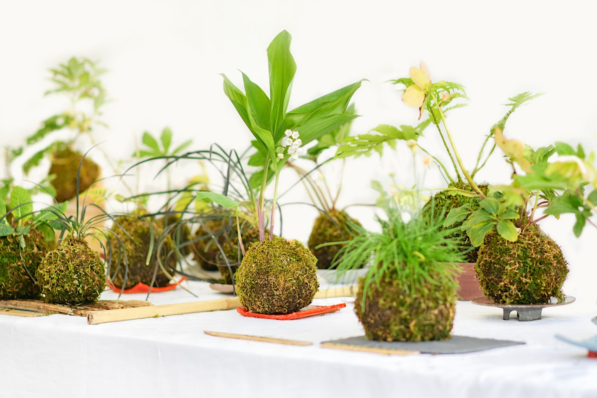 How to Make a Japanese Moss Ball Planter