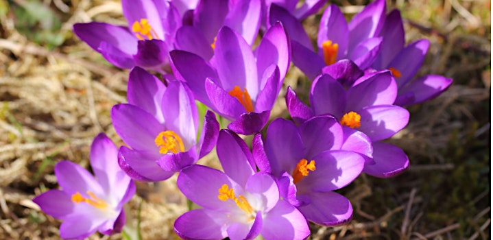 Bulbs, Corms, Rhizomes, and Tubers - Toronto Botanical Garden