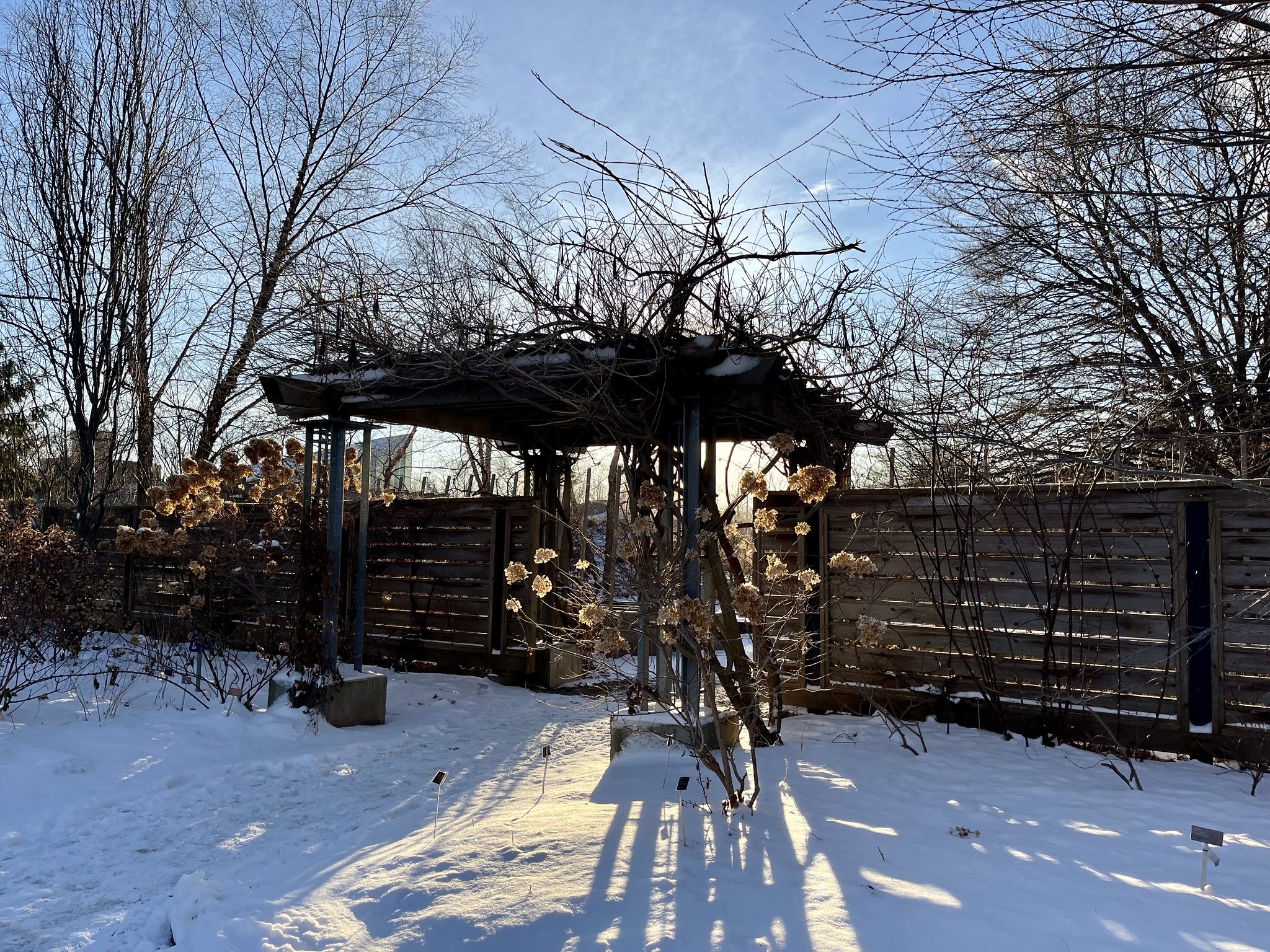 Winter archways in the Toronto Botanical Garden