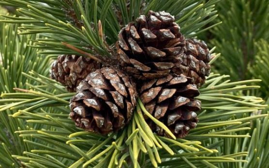 Green pine leaves and brown pine cones