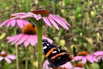 Butterfly pollinating a pint flower and supporting biodiversity