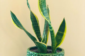 a potted snake plant